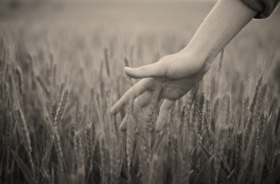 a hand is running through a field of corn