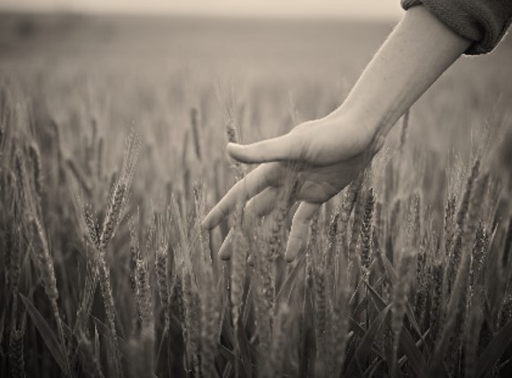 a hand is running through a field of corn